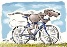 Ratte Ludwig auf dem Fahrrad